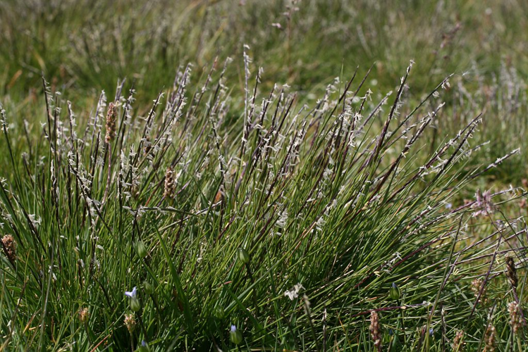 Nard raide en fleurs &copy; Marie-Geneviève Nicolas - Parc national des Ecrins