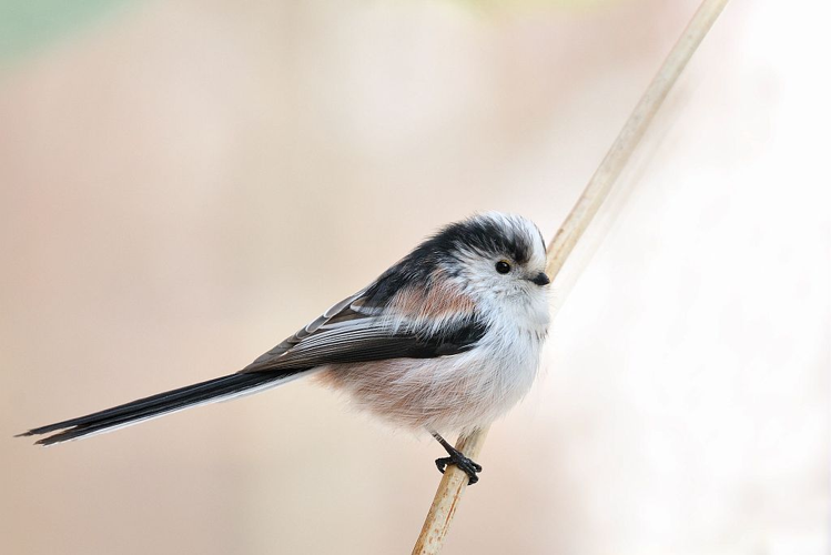 Mésange à longue queue &copy; Mireille Coulon - Parc national des Ecrins