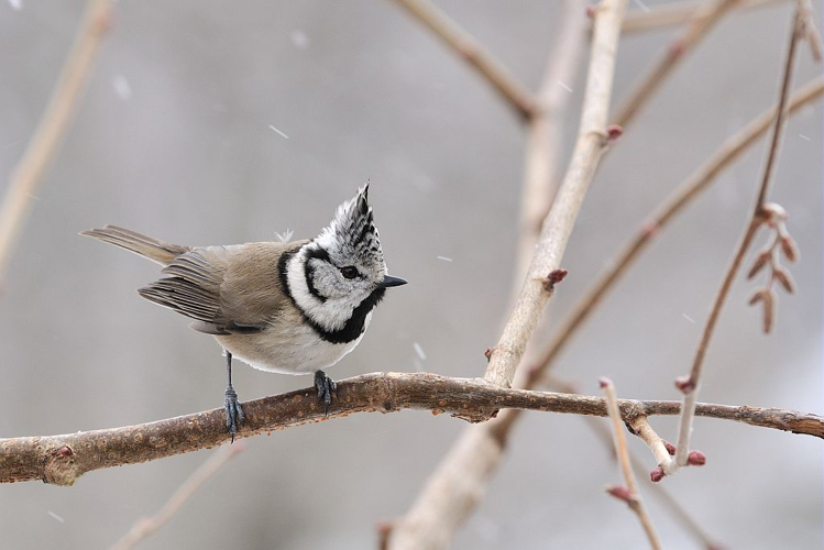 Mésange huppée dans la tourmente &copy; Mireille Coulon - Parc national des Ecrins