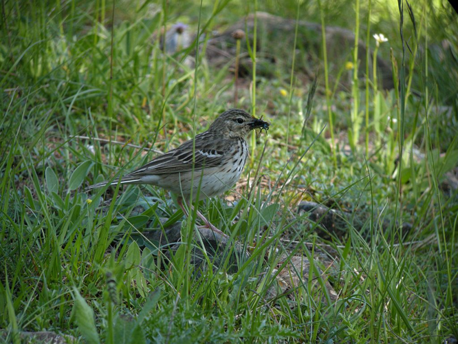 Pipit des arbres © Damien Combrisson - Parc national des Ecrins