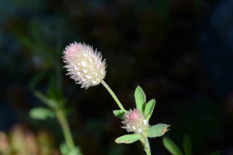 Pied de lièvre &copy; Bernard Nicollet - Parc national des Ecrins