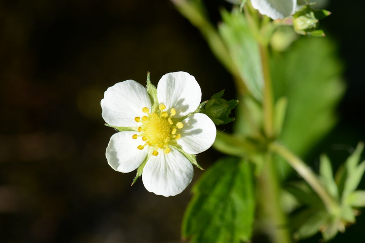 Fraisier des bois &copy; Bernard Nicollet - Parc national des Ecrins