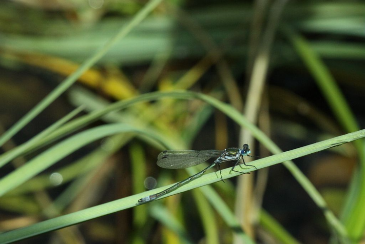 Leste fiancé - Mâle © Donovan Maillard - Parc national des Ecrins