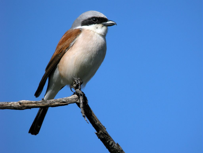 Pie-grièche écorcheur - mâle &copy; Damien Combrisson - Parc national des Ecrins