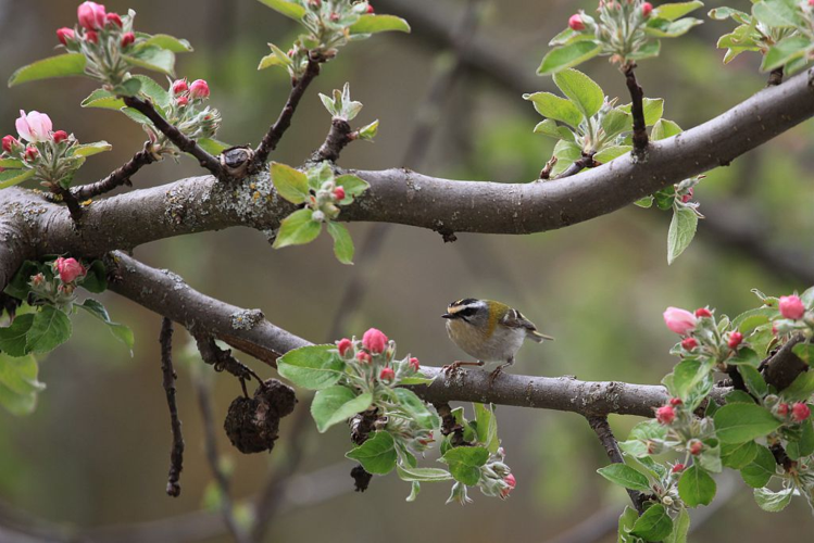 Roitelet à triple bandeau &copy; Marc Corail - Parc national des Ecrins