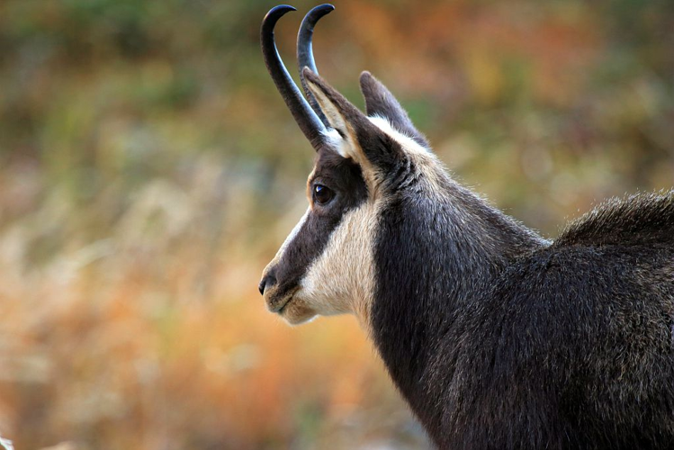 Chamois mâle &copy; Christophe Albert - Parc national des Ecrins