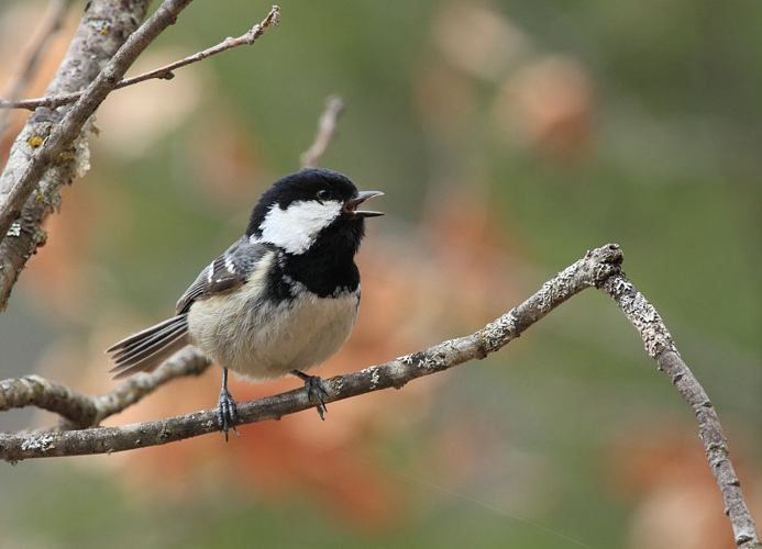 Mésange noire &copy; Christophe Albert - Parc national des Ecrins