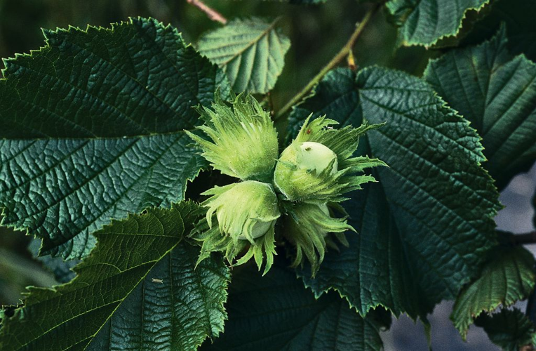 Noisetier et noisettes &copy; Bernard Nicollet - Parc national des Ecrins