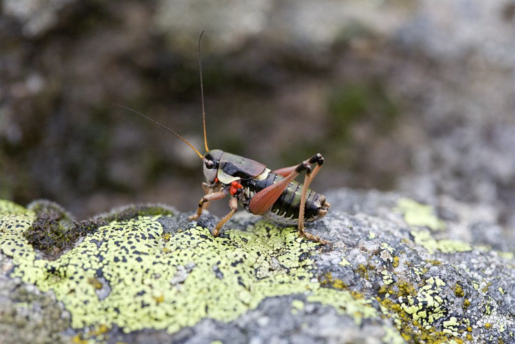 Analote des Alpes - Mâle &copy; Bernard Nicollet - Parc national des Ecrins