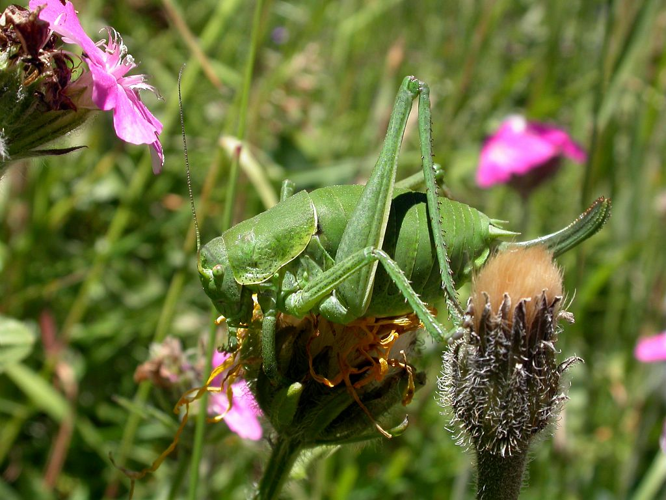 Barbitiste ventru - Femelle &copy; Blandine Delenatte - Parc national des Ecrins