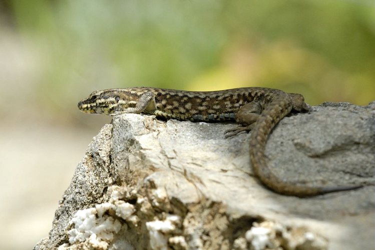 Lézard des murailles &copy; Mireille Coulon - Parc national des Ecrins