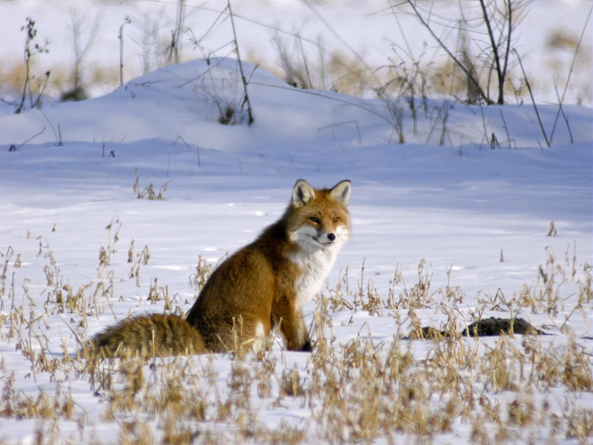 Renard roux &copy; Damien Combrisson - Parc national des Ecrins