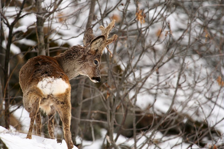 Chevreuil dans la neige au mois d'avril &copy; Jean-Philippe Telmon - Parc national des Ecrins