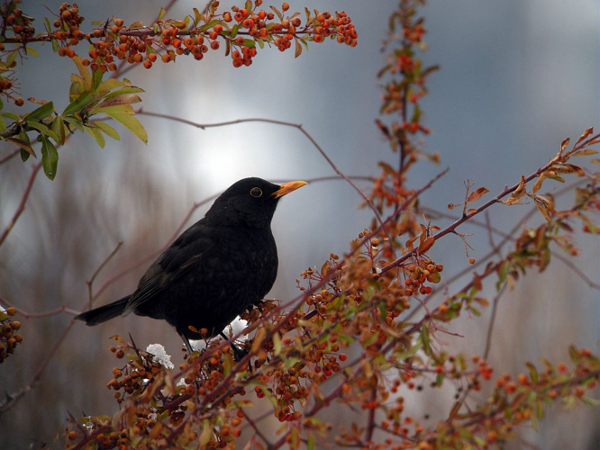 Merle noir, mâle adulte &copy; Damien Combrisson - Parc national des Ecrins