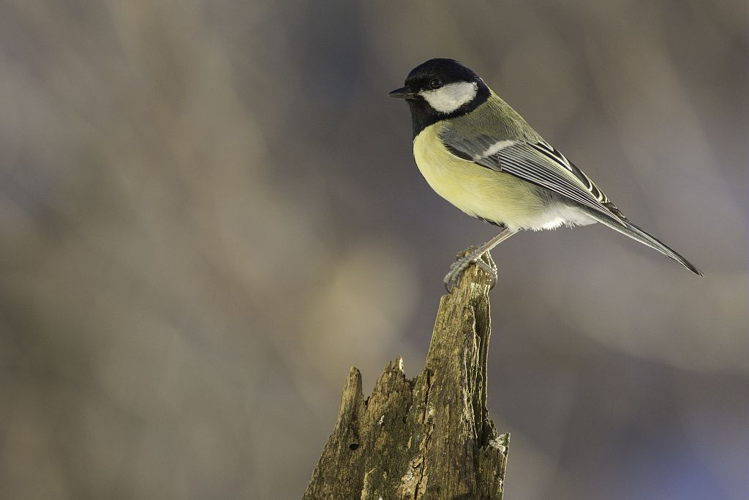 Mésange charbonnière © Pascal Saulay - Parc national des Ecrins
