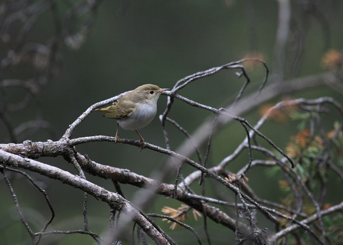 Pouillot de Bonelli &copy; Marc Corail - Parc national des Ecrins