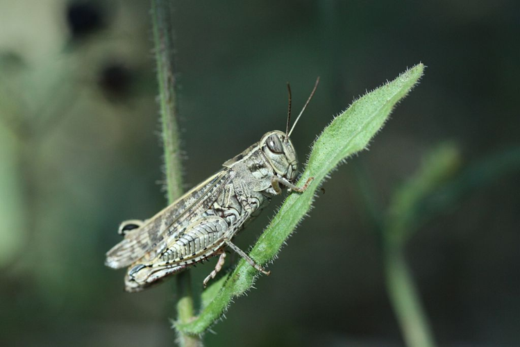 Caloptène italien &copy; Donovan Maillard - Parc national des Ecrins