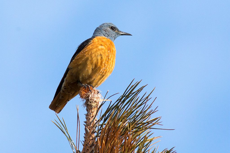 Monticole de roche &copy; Pascal Saulay - Parc national des Ecrins