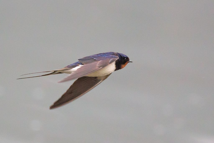 Hirondelle rustique en vol © Pascal Saulay - Parc national des Ecrins