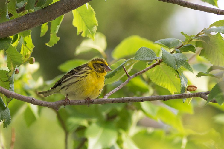 Serin cini &copy; Pascal Saulay - Parc national des Ecrins