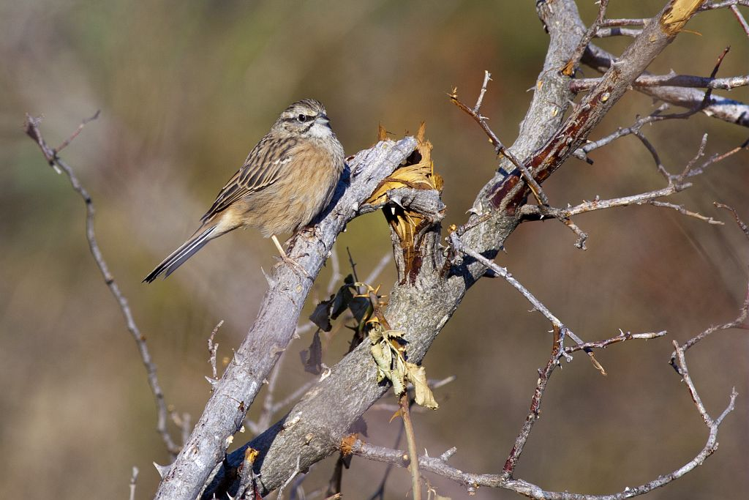 Bruant fou &copy; Pascal Saulay - Parc national des Ecrins