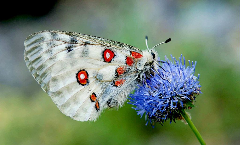 L'Apollon - Parnassius apollo &copy; Bernard Nicollet - Parc national des Ecrins