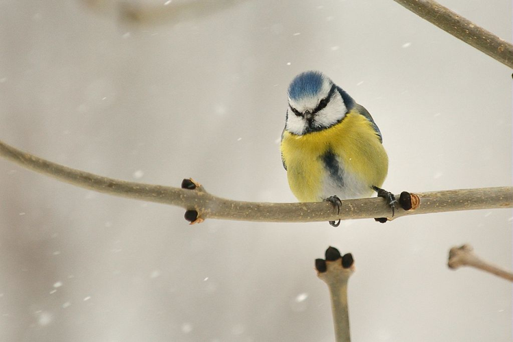 Mésange bleue sous la neige &copy; Mireille Coulon - Parc national des Ecrins