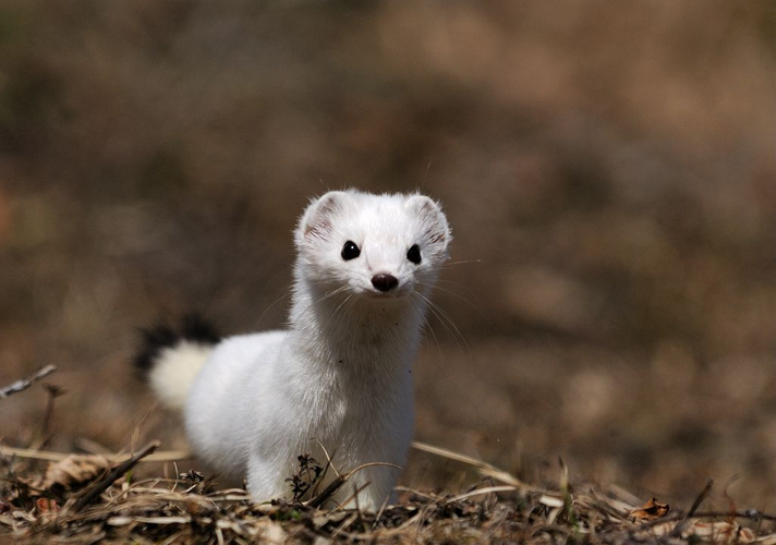 Hermine blanche, en pelage d'hiver © Mireille Coulon - Parc national des Ecrins