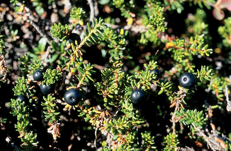 Camarine noire &copy; Bernard Nicollet