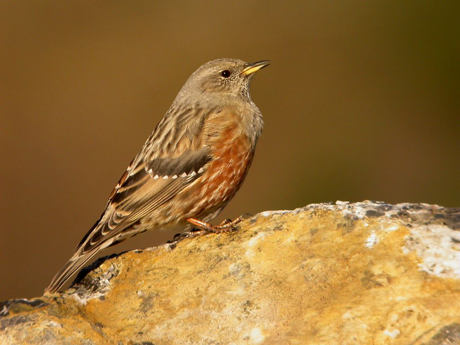 Accenteur alpin &copy; Damien Combrisson - Parc national des Ecrins