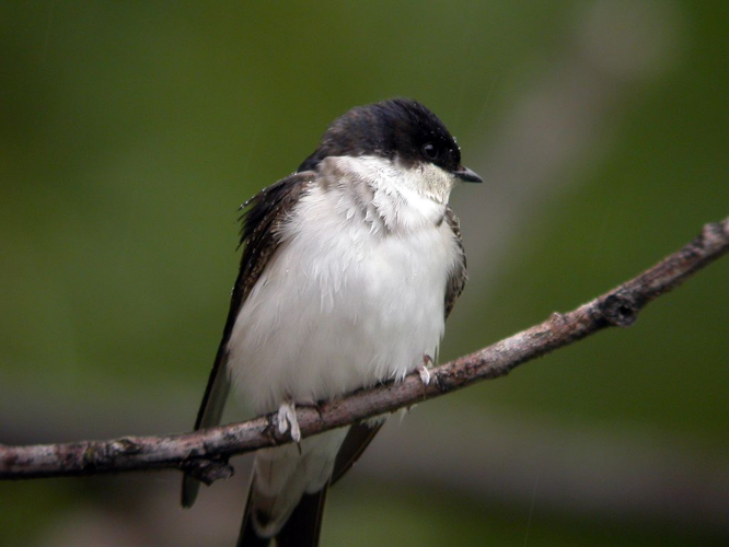 Hirondelle de fenêtre sous la pluie &copy; Damien Combrisson - Parc national des Ecrins