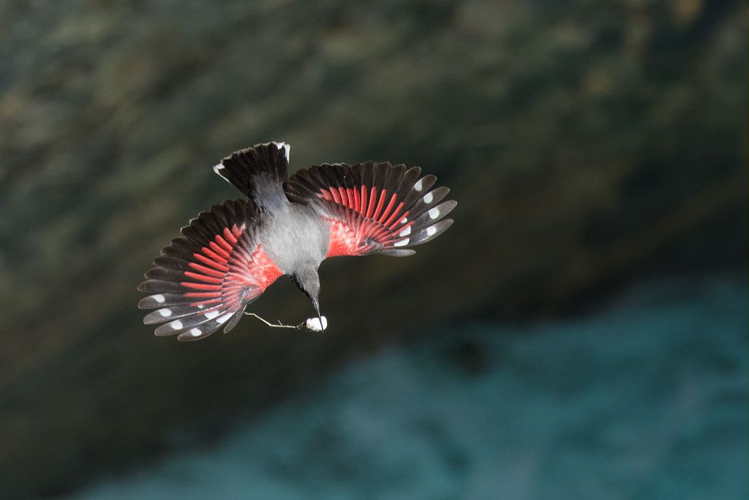 Tichodrome échelette &copy; Pascal Saulay - Parc national des Ecrins