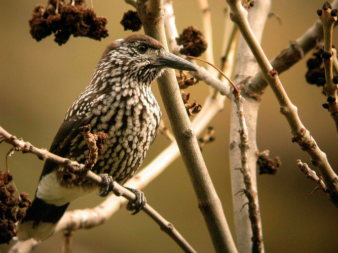 Cassenoix moucheté &copy; Damien Combrisson - Parc national des Ecrins