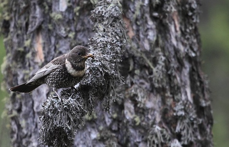 Merle à plastron &copy; Marc Corail - Parc national des Ecrins