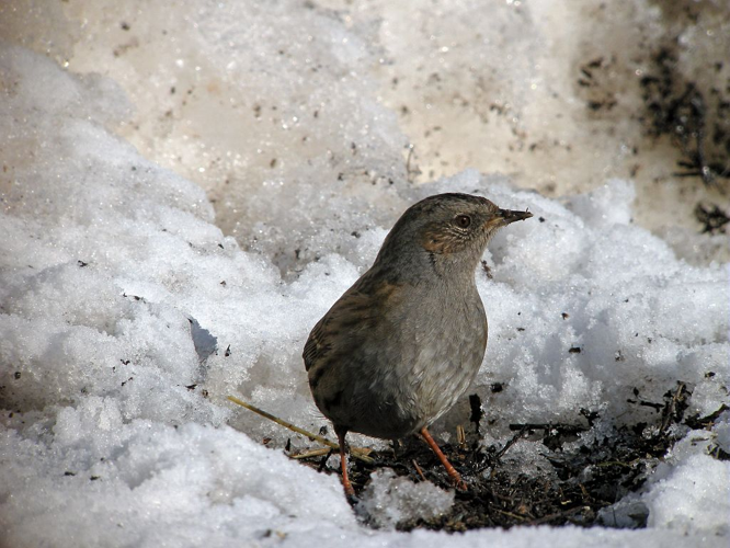 Accenteur mouchet &copy; Damien Combrisson - Parc national des Ecrins
