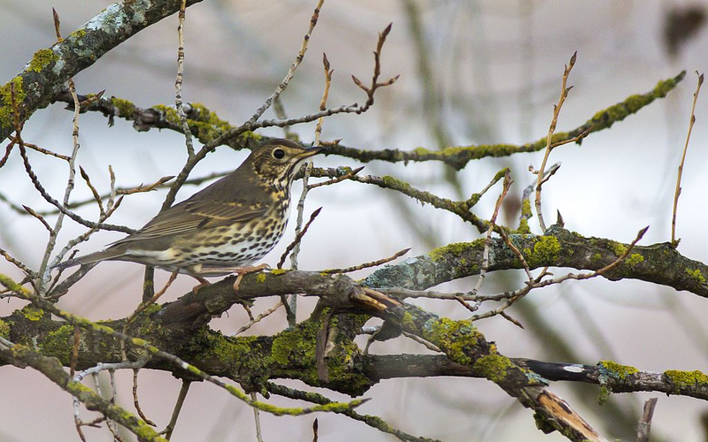 Grive musicienne © Pascal Saulay - Parc national des Ecrins