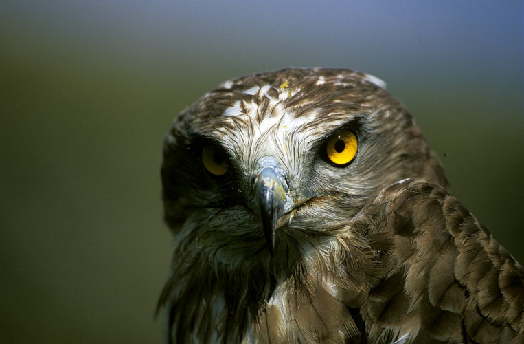 Circaète Jean-le-Blanc &copy; Marc Corail - Parc national des Ecrins