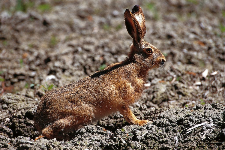 Lièvre d'Europe &copy; Denis Fiat - Parc national des Ecrins