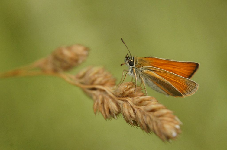 Hesperie de la houque © Ludovic Imberdis - Parc national des Ecrins