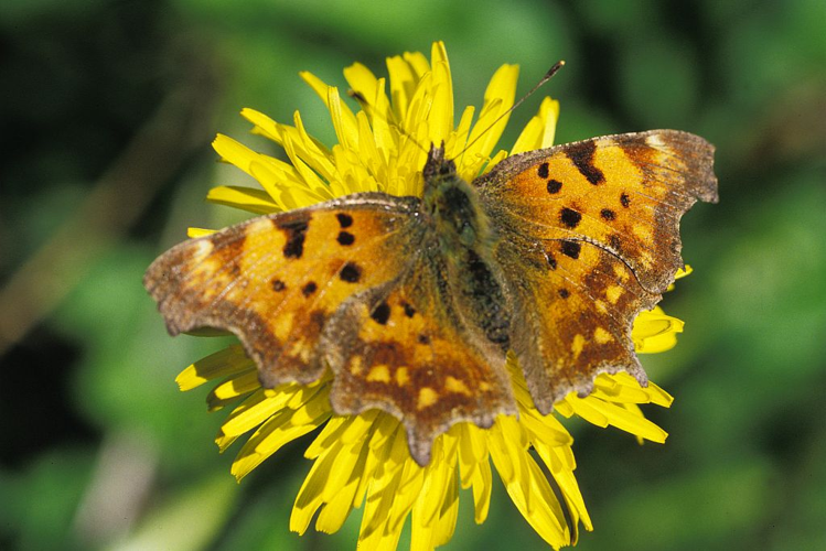 Robert-le-diable &copy; Marcel Chaud - Parc national des Ecrins