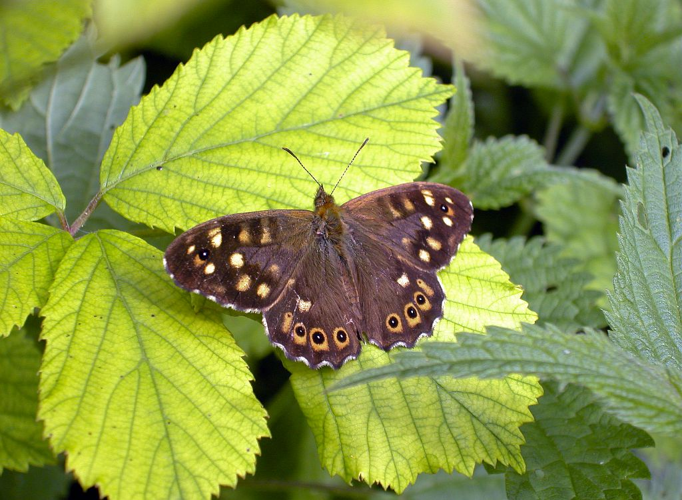 Tircis &copy; Jean-Marie Gourreau