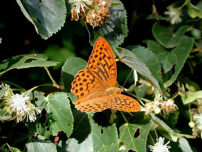 Tabac d'Espagne &copy; Jean-Marie Gourreau