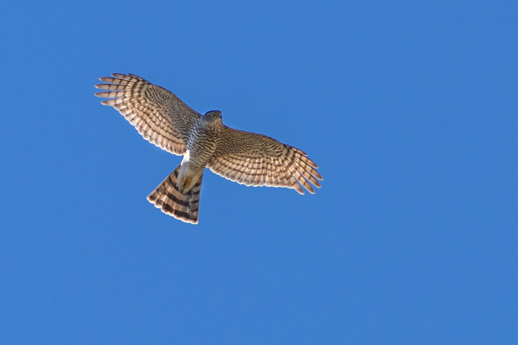 Epervier d'Europe en vol © Pascal Saulay - Parc national des Ecrins