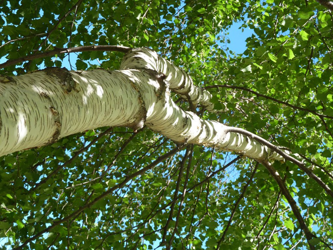 Bouleau verruqueux au Col des terres blanches &copy; Blandine Delenatte - Parc national des Ecrins