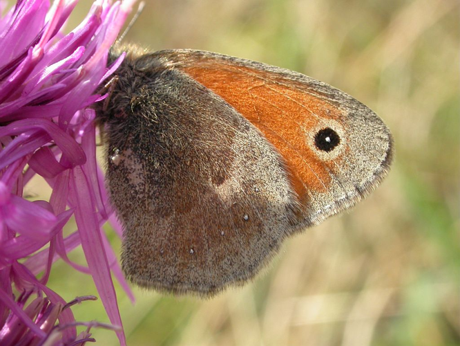Fadet commun &copy; Christophe Albert - Parc national des Ecrins