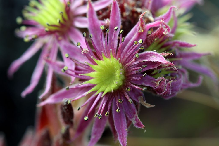 Joubarbe de Montagne &copy; Cédric Dentant - Parc national des Ecrins