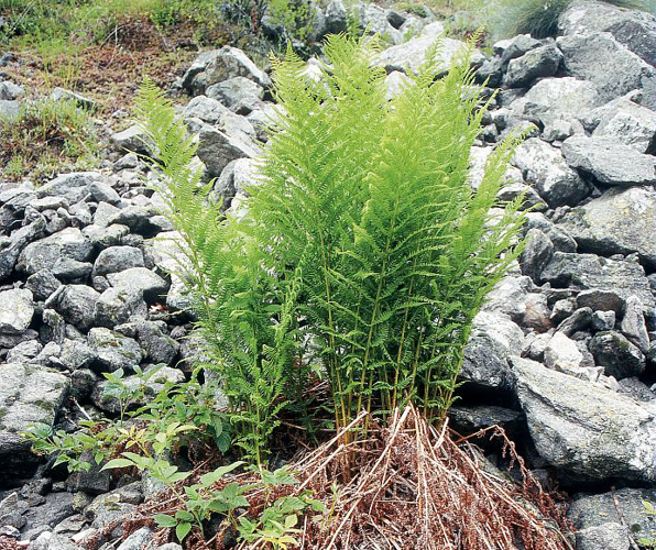 Fougère mâle &copy; Cyril Coursier - Parc national des Ecrins
