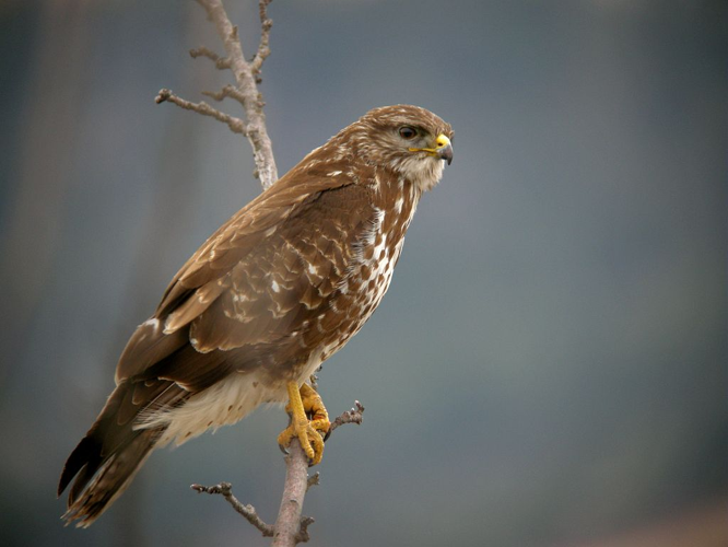 Buse variable © Damien Combrisson - Parc national des Ecrins