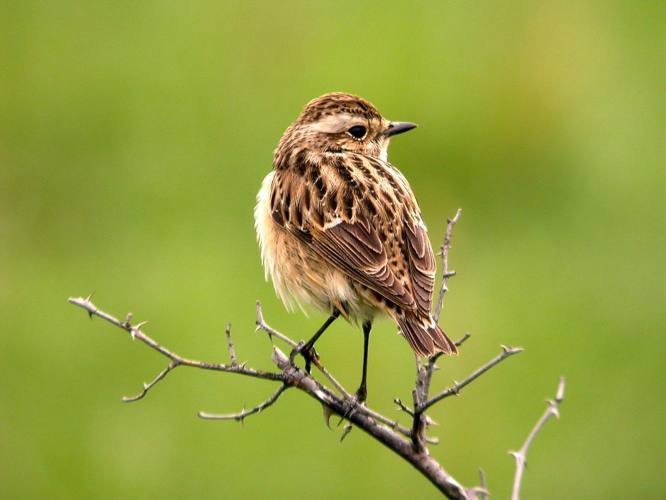 Tarier des près &copy; Damien Combrisson - Parc national des Ecrins
