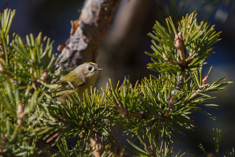 Roitelet huppé &copy; Christophe Albert - Parc national des Ecrins